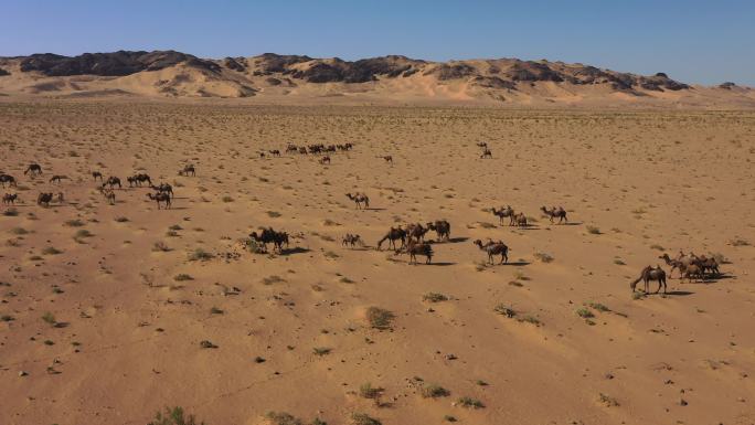行走在戈壁滩的骆驼