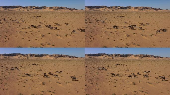 行走在戈壁滩的骆驼