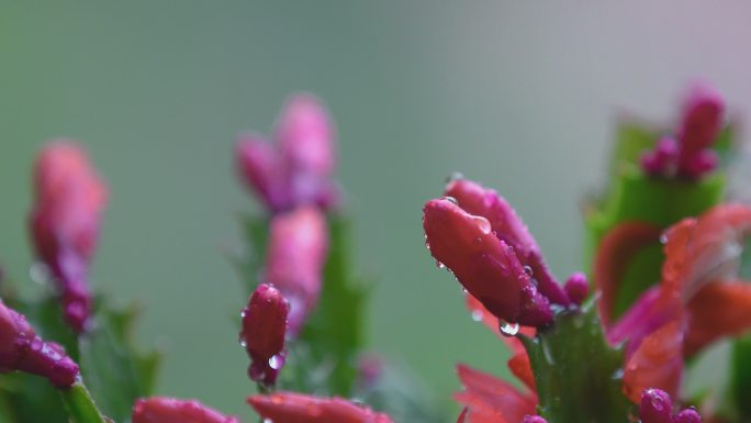 春天雨水花苞