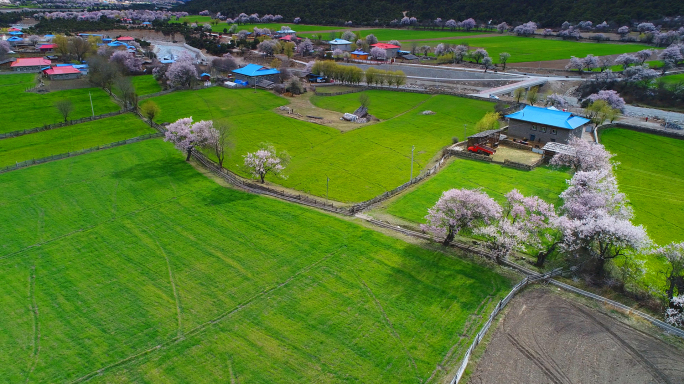 航拍西藏波密桃花沟（应冬村）