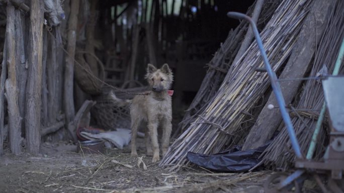 中华田园犬农村小狗