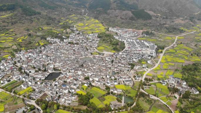 新叶古村油菜花航拍直飞