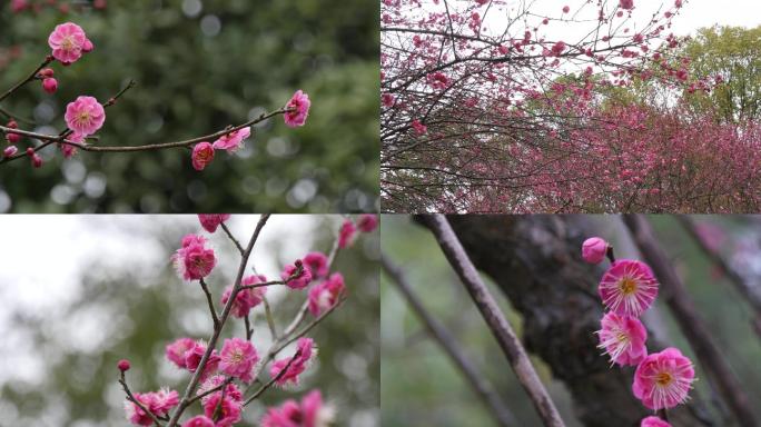 4K梅花实拍素材