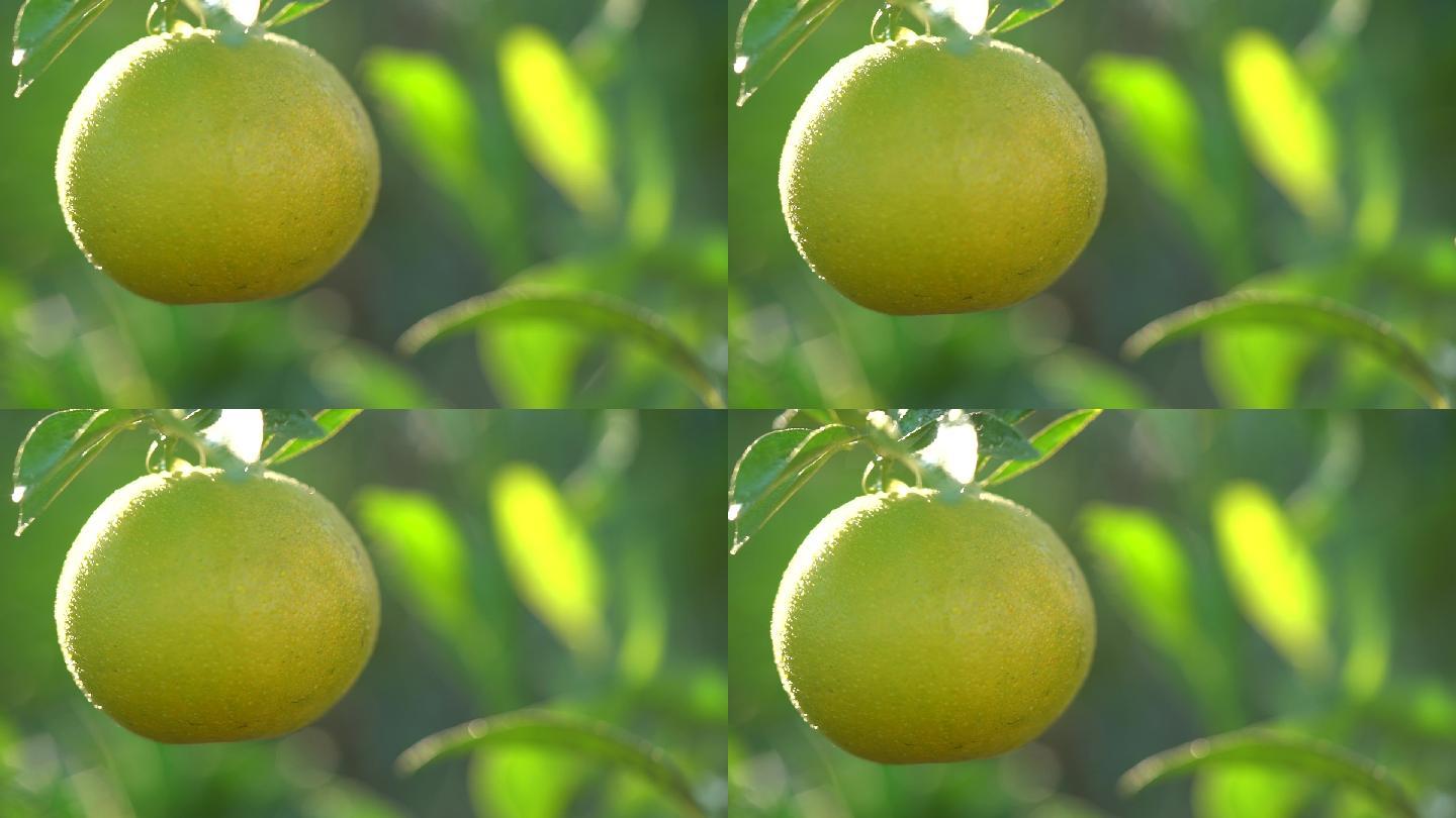 特写果园柑橘农作物实拍