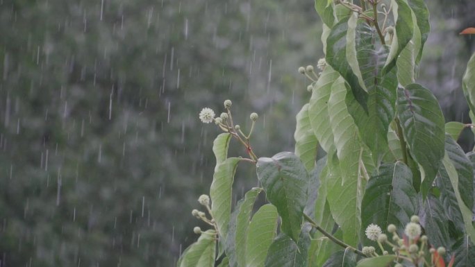 漂泊大雨升格慢动作