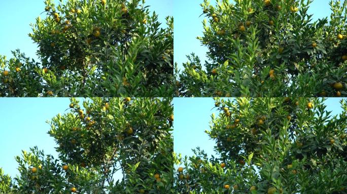 高清果园柑橘农作物实拍