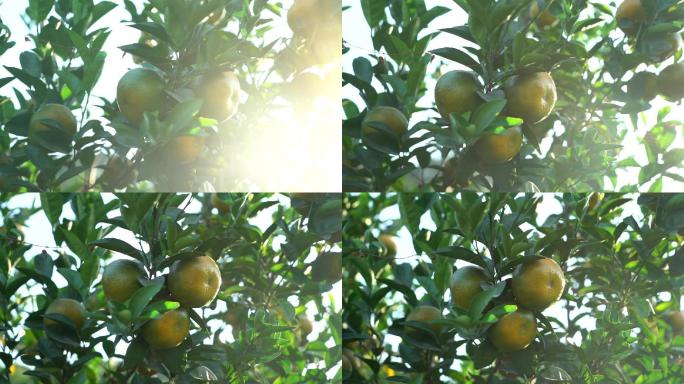 高清果园柑橘农作物实拍