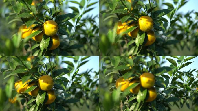 特写果园柑橘农作物实拍