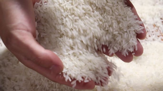 大米生米米粒米饭东北米糯米