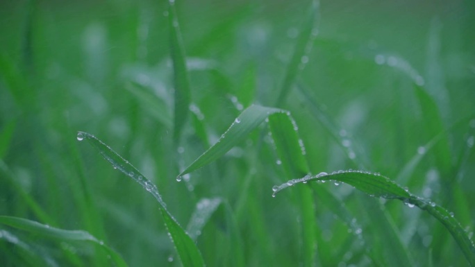 小麦露珠下雨春雨麦田小麦苗