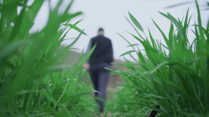 人物小麦行走麦田露珠男人背影天地干活