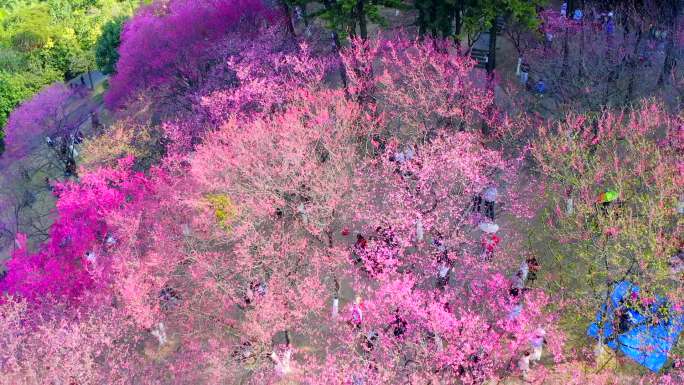 实拍广西南宁市狮山公园樱花盛开