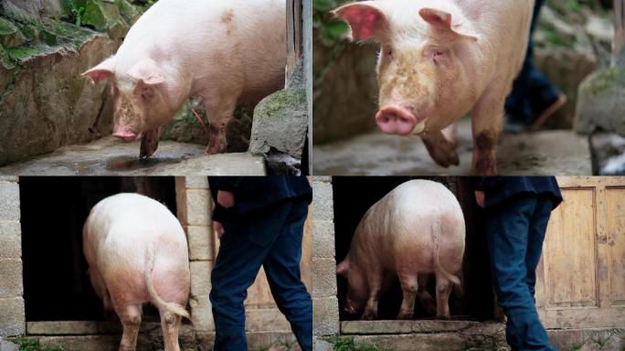 养猪场大肥猪过年猪赶猪进圈养殖畜牧业