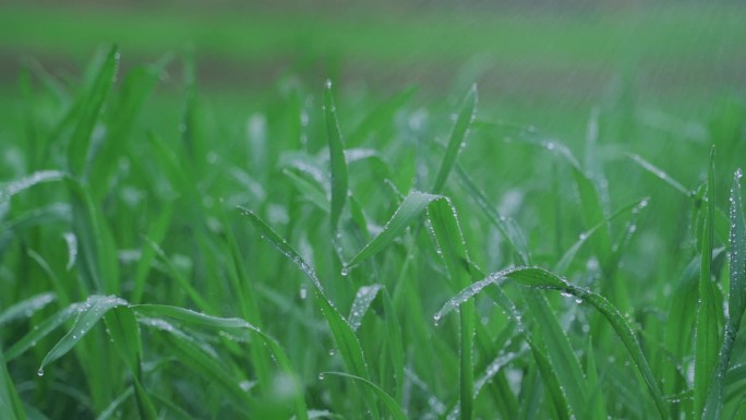 农家种植小麦下雨露珠雨水毛毛细雨洒落雨天