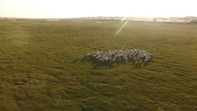 【4K高清】阿拉善腾格里沙漠绿洲羊群