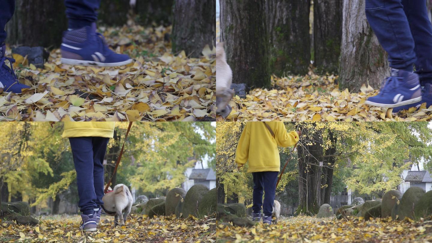 实拍人和狗从满是落叶的地面上走路过升格