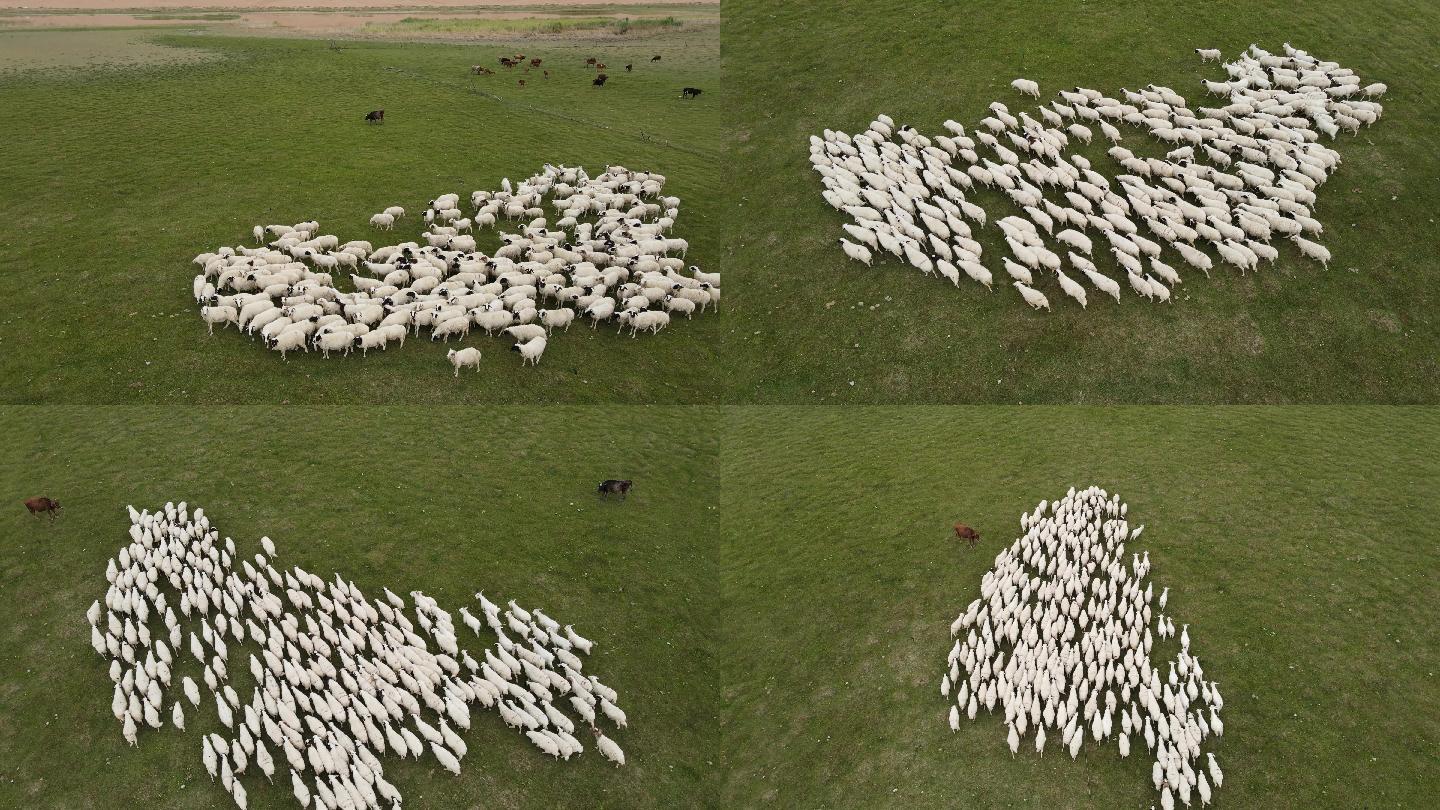 【4K高清】阿拉善腾格里沙漠绿洲羊群