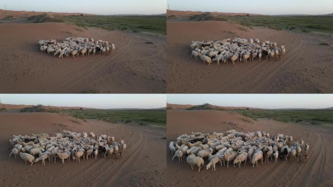 【4K高清】腾格里沙漠绿洲羊群【可商用】