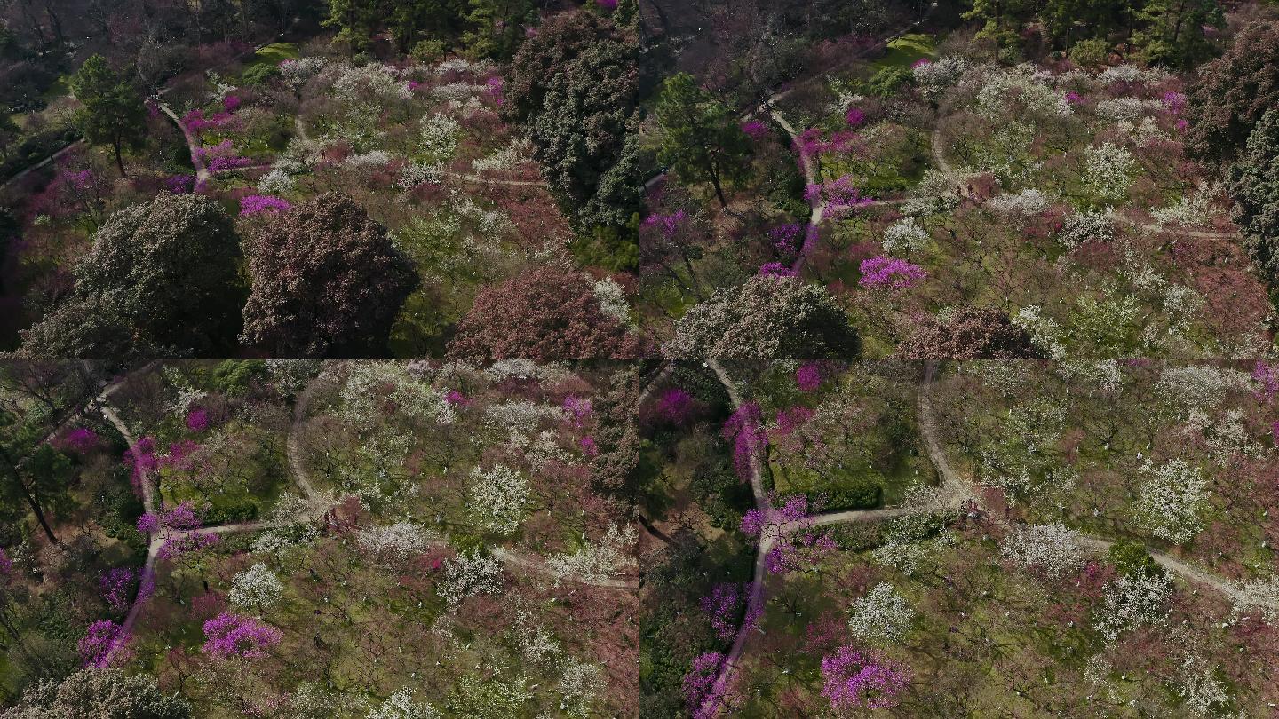 杭州植物园灵峰探梅航拍4k素材
