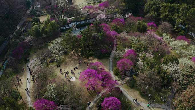 杭州植物园灵峰探梅杭州梅花航拍4k素材