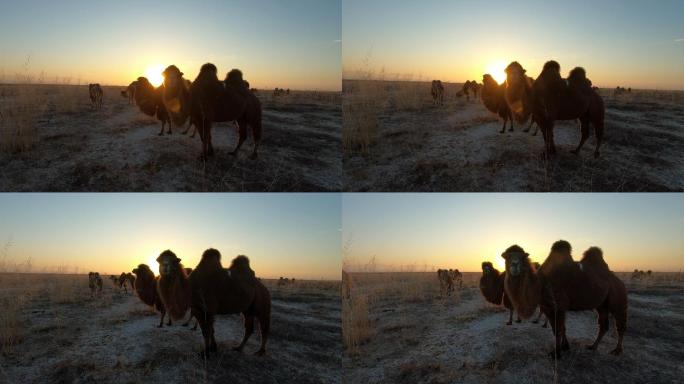 骆驼 日出 太阳 阳光  芨芨草