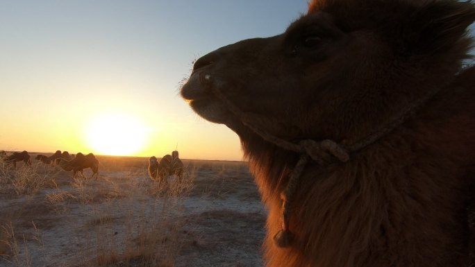 骆驼特写 日出 太阳 阳光