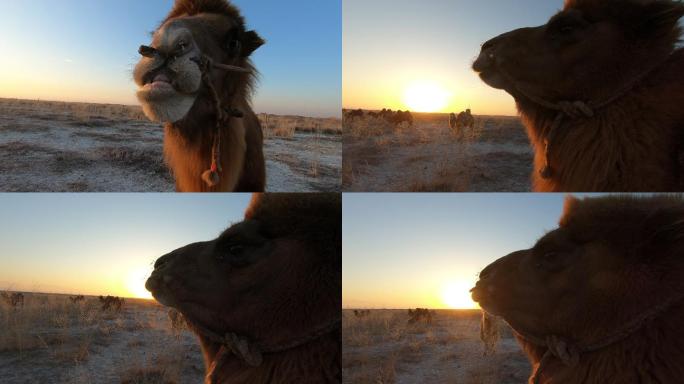 骆驼特写 日出 太阳 阳光