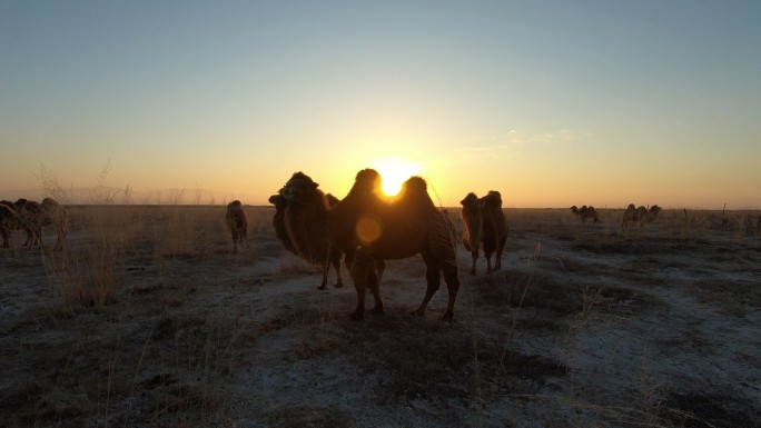 日出骆驼 阿拉善骆驼