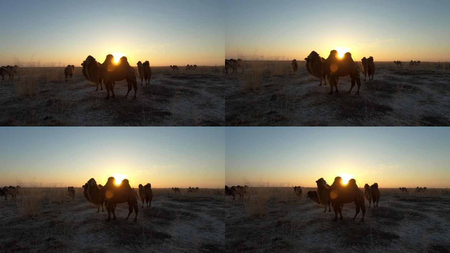 日出骆驼 阿拉善骆驼