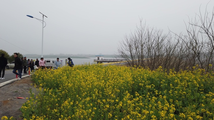 春暖花开油菜花绽放盛开