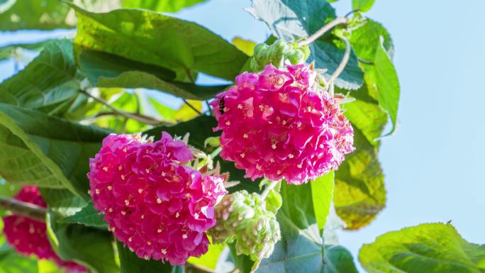 4K非洲芙蓉花蜜蜂采花蜜