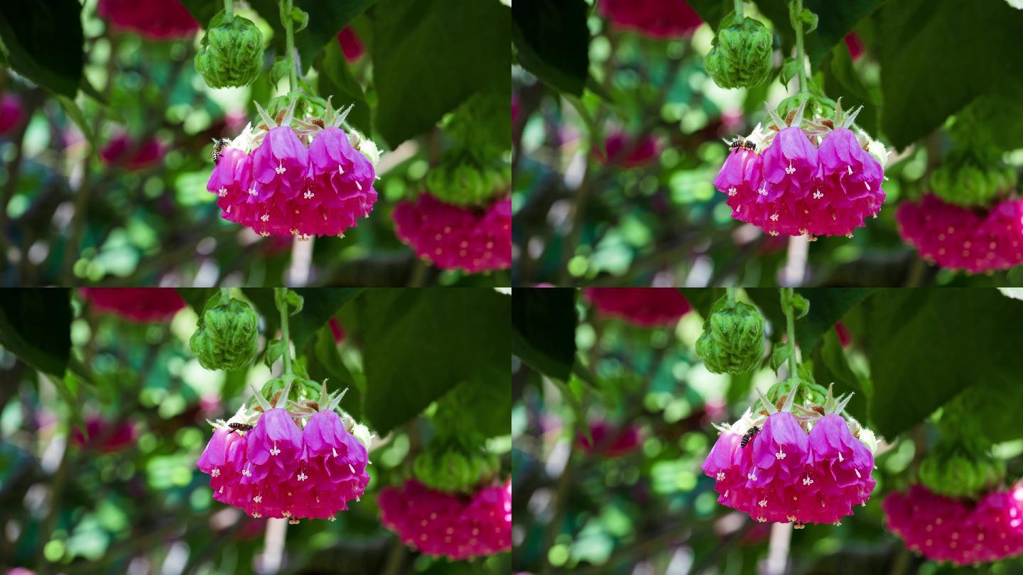 4K非洲芙蓉花蜜蜂采花蜜