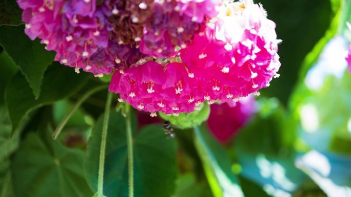 4K非洲芙蓉花蜜蜂采花蜜