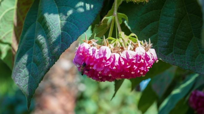 4K非洲芙蓉花蜜蜂采花蜜