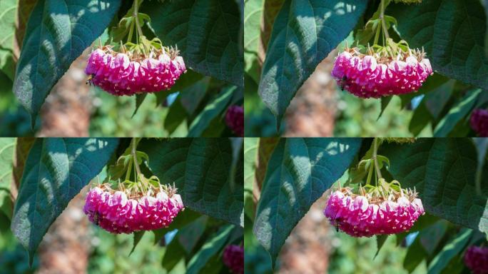 4K非洲芙蓉花蜜蜂采花蜜