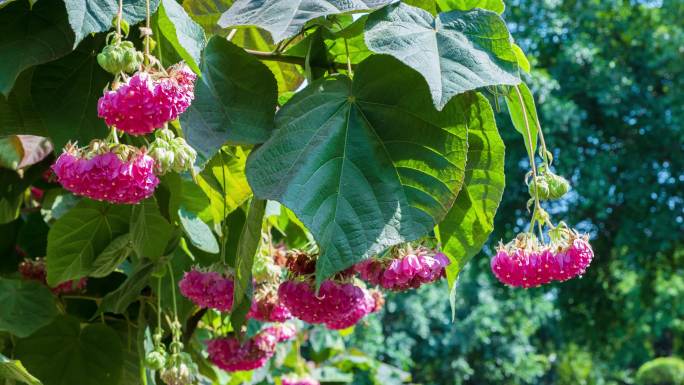 4K非洲芙蓉花