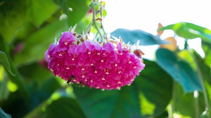 4K非洲芙蓉花蜜蜂采花蜜