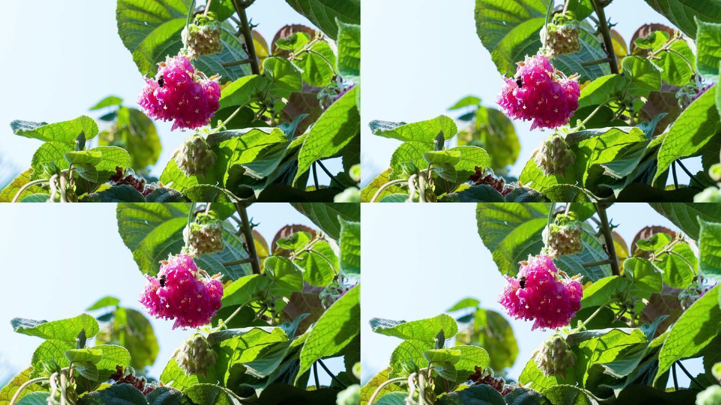 4K非洲芙蓉花蜜蜂采花蜜