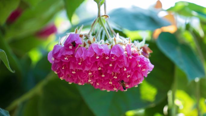 4K非洲芙蓉花蜜蜂采花蜜