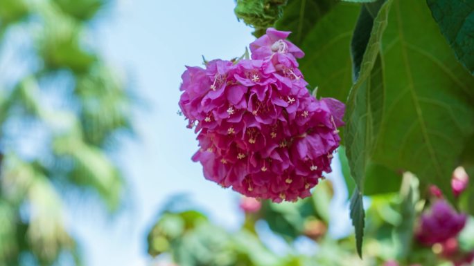 4K非洲芙蓉花