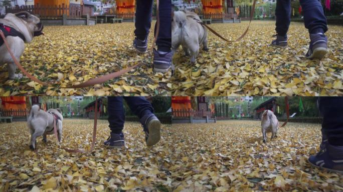 实拍带着狗走路在落满银杏叶的地面上