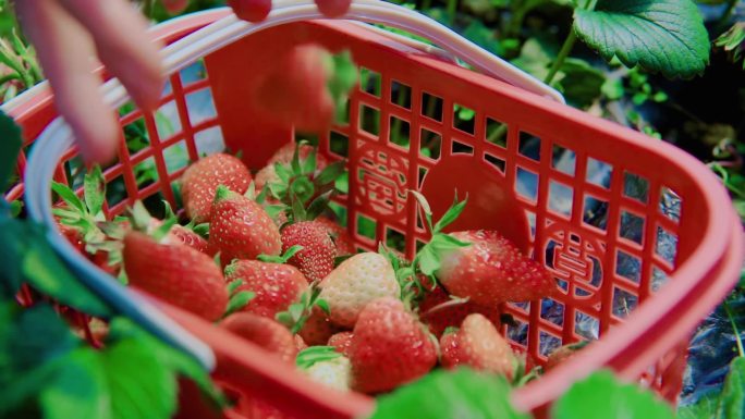 女孩手捧草莓掉落入框摘草莓园大棚