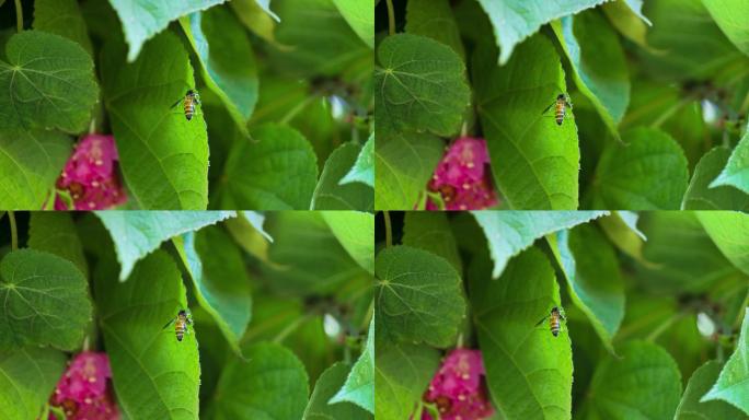 4K非洲芙蓉花蜜蜂采花蜜