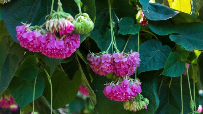 4K非洲芙蓉花