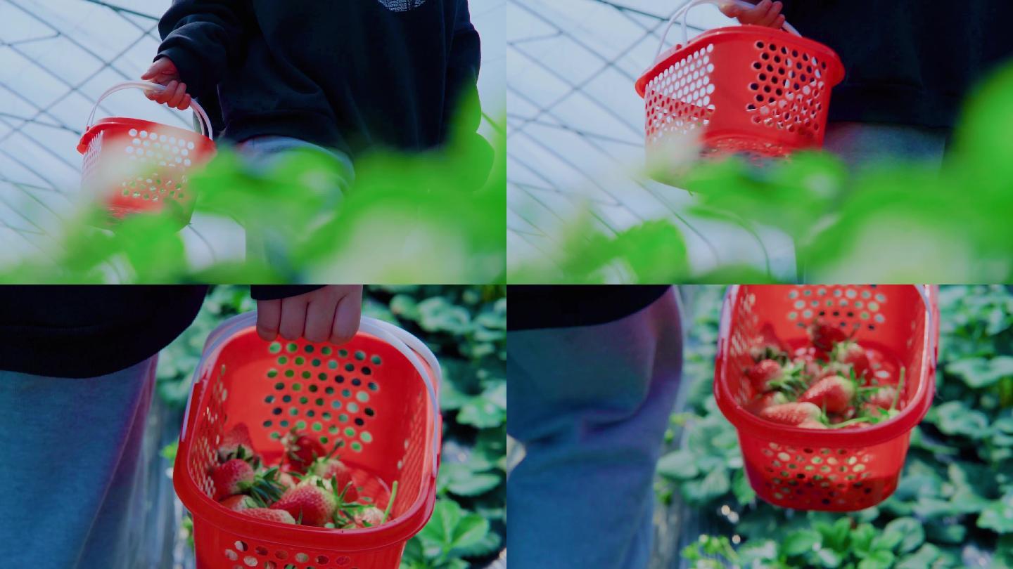 手提篮子女生摘草莓大棚种植草莓草莓园