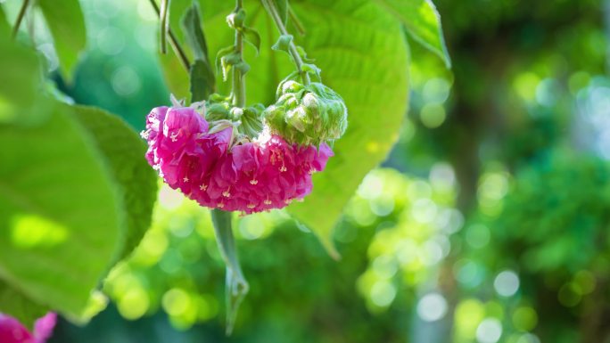 4K非洲芙蓉花