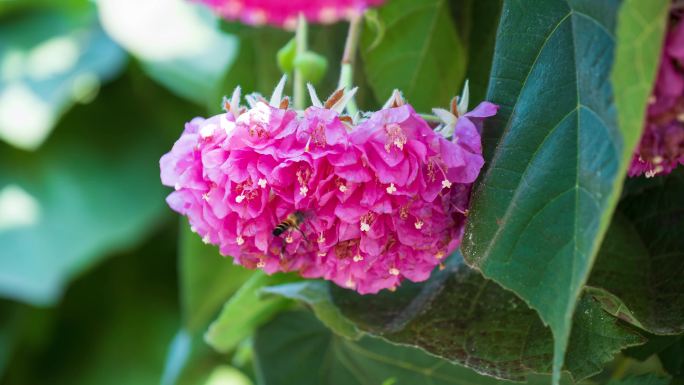 4K非洲芙蓉花蜜蜂采花蜜