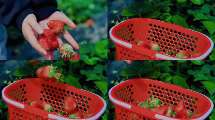 草莓园摘草莓双手捧草莓掉落入框
