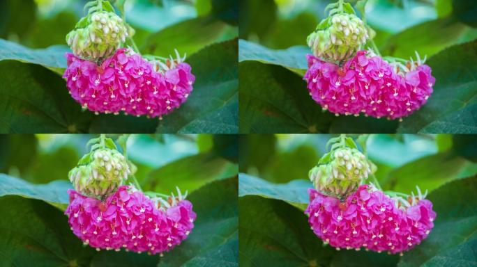 4K非洲芙蓉花蜜蜂采花蜜