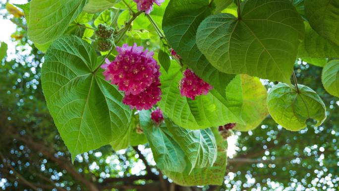 4K非洲芙蓉花